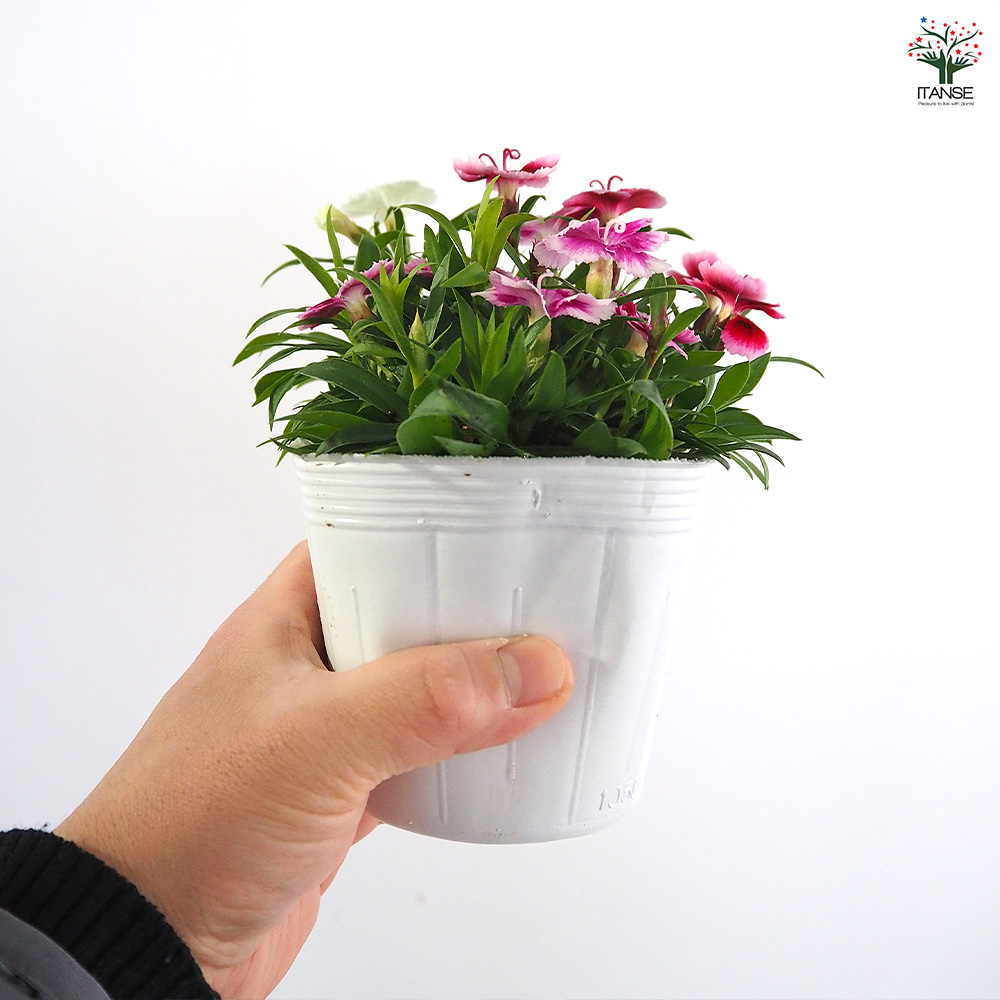 常夏ナデシコ フォーエバー 寄せ植え 花苗 3.5号/お買い得2個セット
