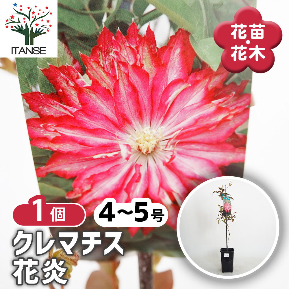 クレマチス苗　希少　プロペルティウス　花苗　ガーデニング　激レア クレマチス 花炎 花苗 4号/1個売り 花の苗 花木の苗 花木 風車