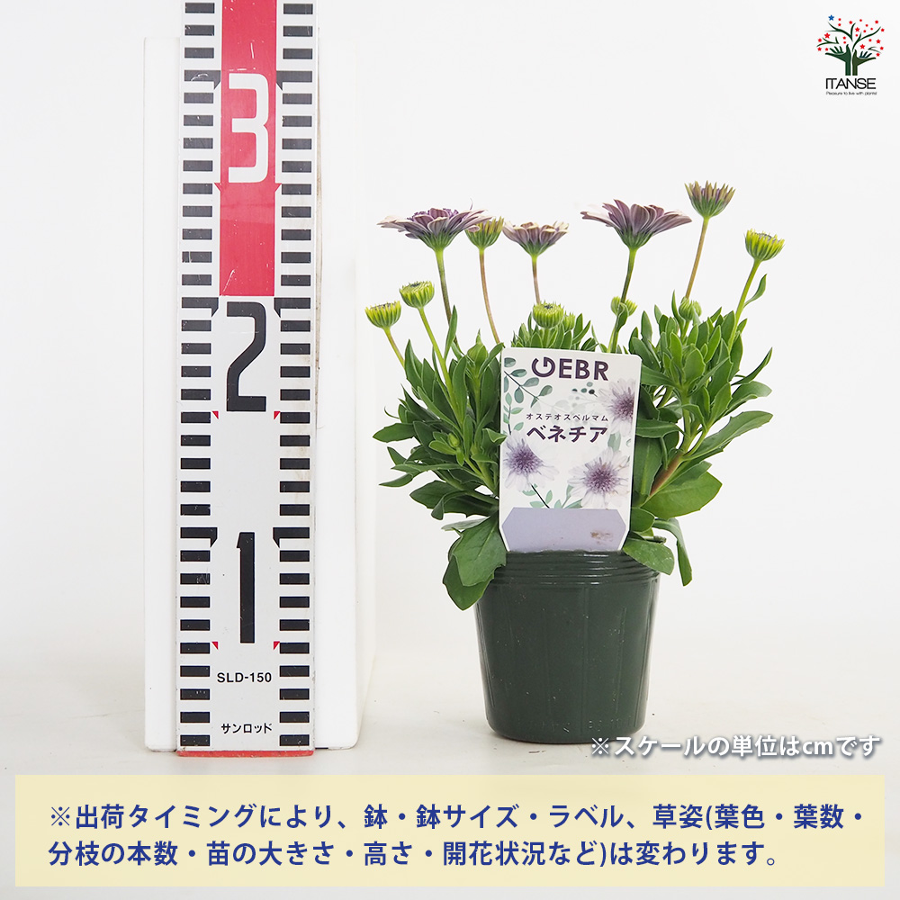 こむぎ様　確認用　オステオスペルマム　ベネチア オステオスペルマム ベネチア 花苗 3.5号/1個売り Osteospermum