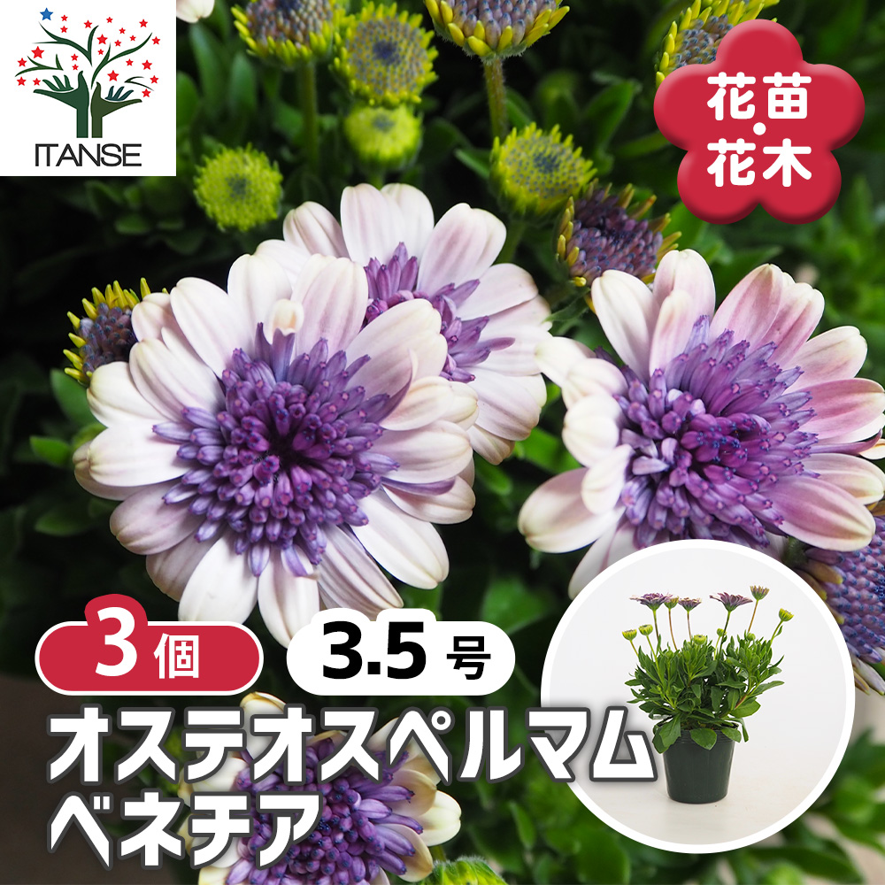オステオスペルマム ベネチア 花苗 3.5号/お買い得3個セット