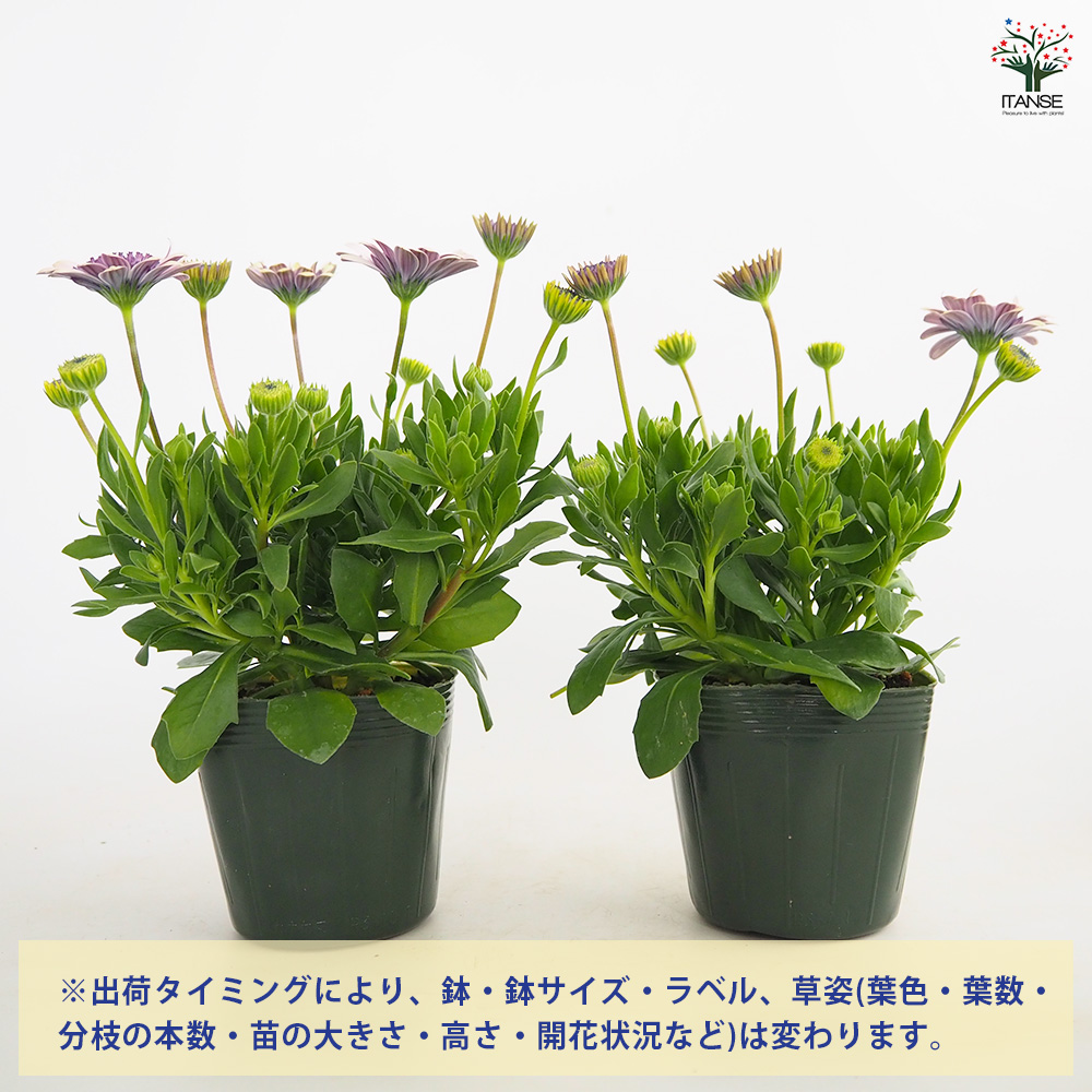 こむぎ様　確認用　オステオスペルマム　ベネチア 園芸ネット本店｜オステオスペルマム（ダブル）：ベネチア3.5号ポット