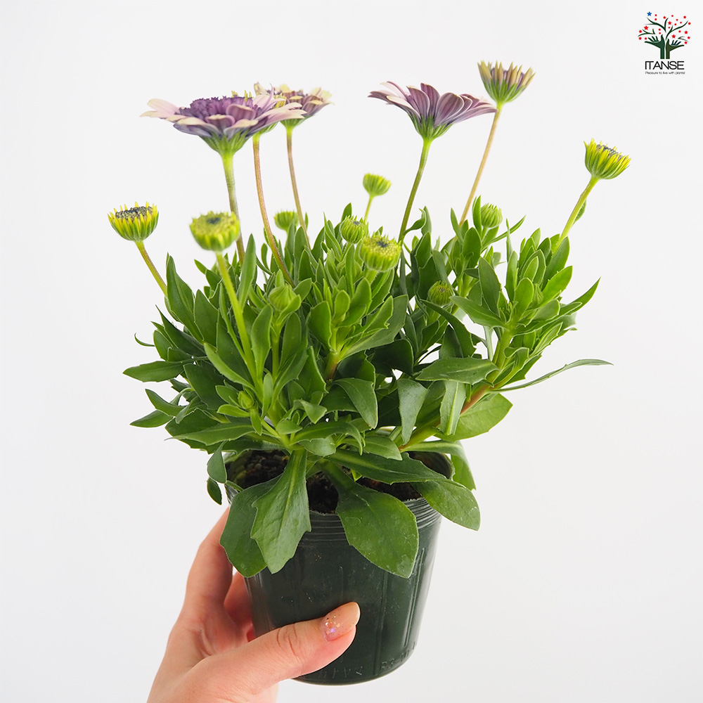 オステオスペルマム ベネチア 花苗 3.5号/お買い得3個セット