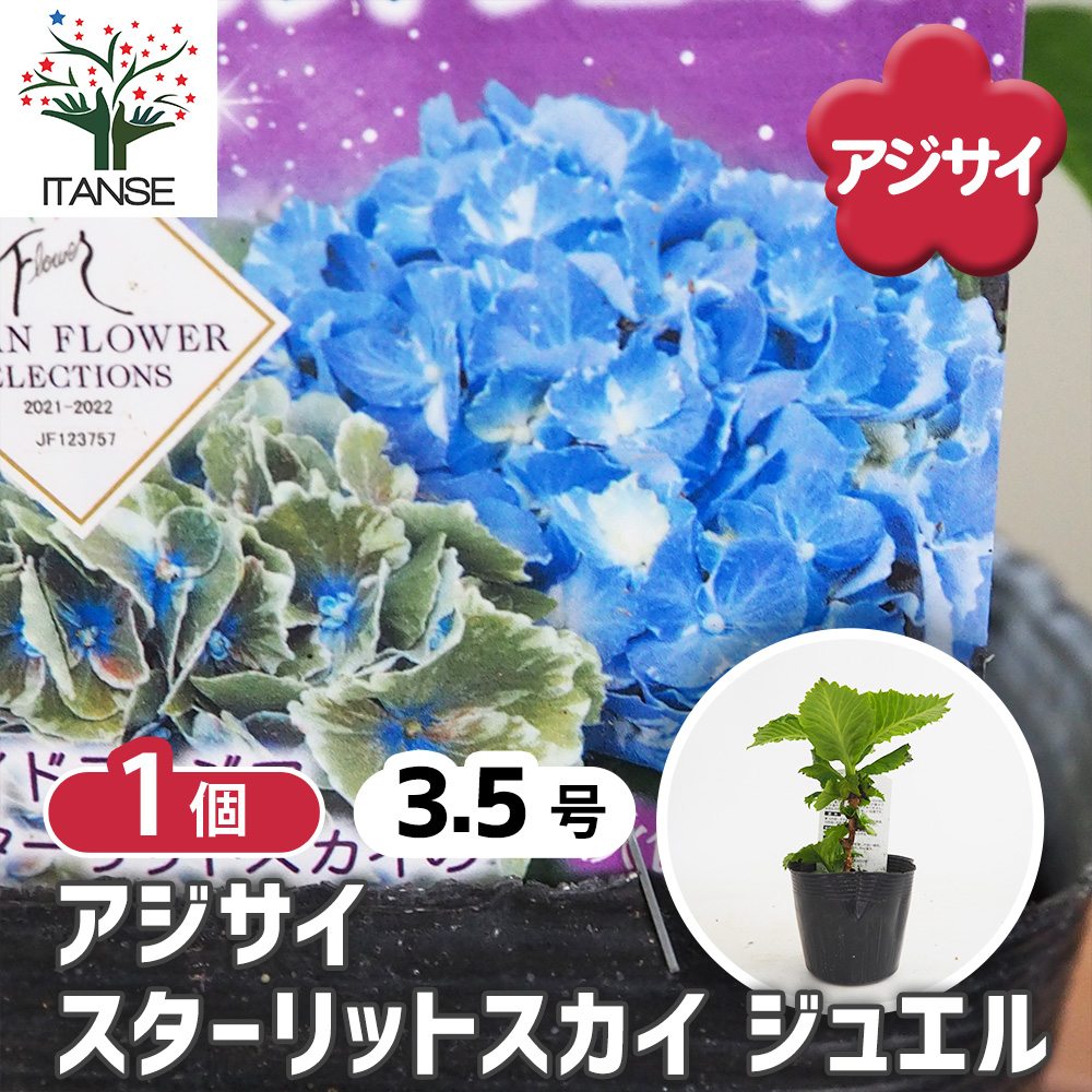 アジサイ スターリットスカイ ジュエル 花木苗 3.5号/1個売り あじさい