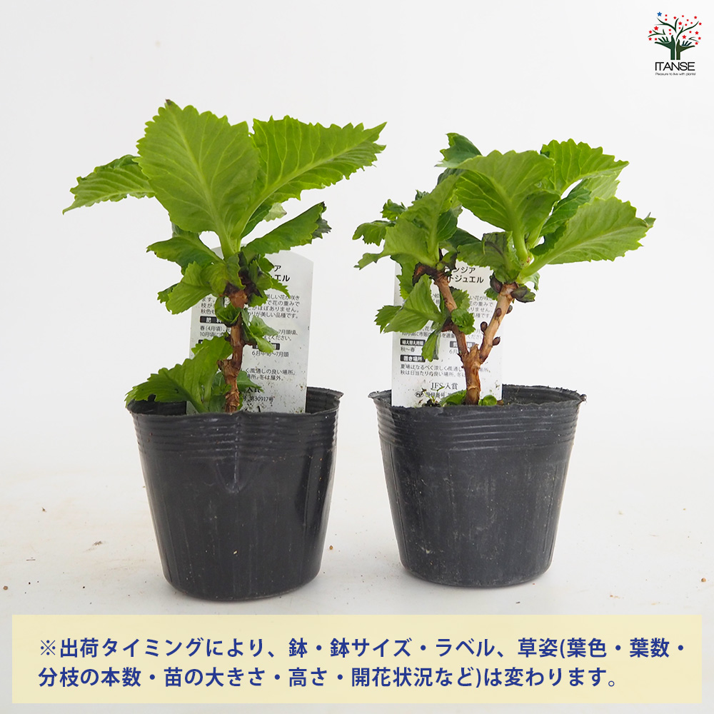 アジサイ スターリットスカイ ジュエル 花木苗 3.5号/1個売り あじさい