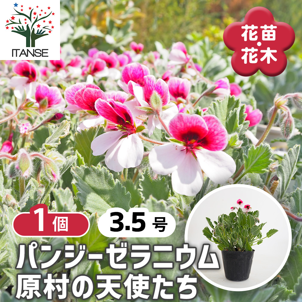 han09556.jpg