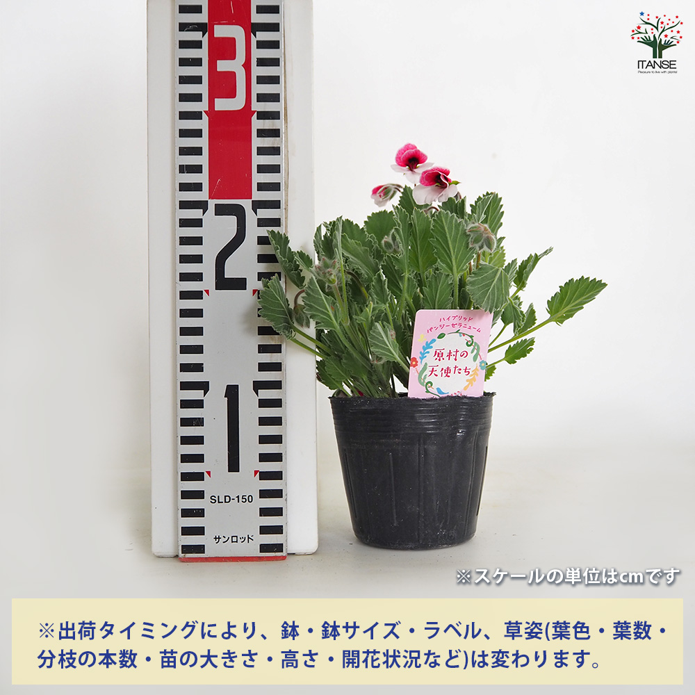 パンジーゼラニウム 原村の天使たち 花苗 3.5号/1個売り ゼラニウ お花