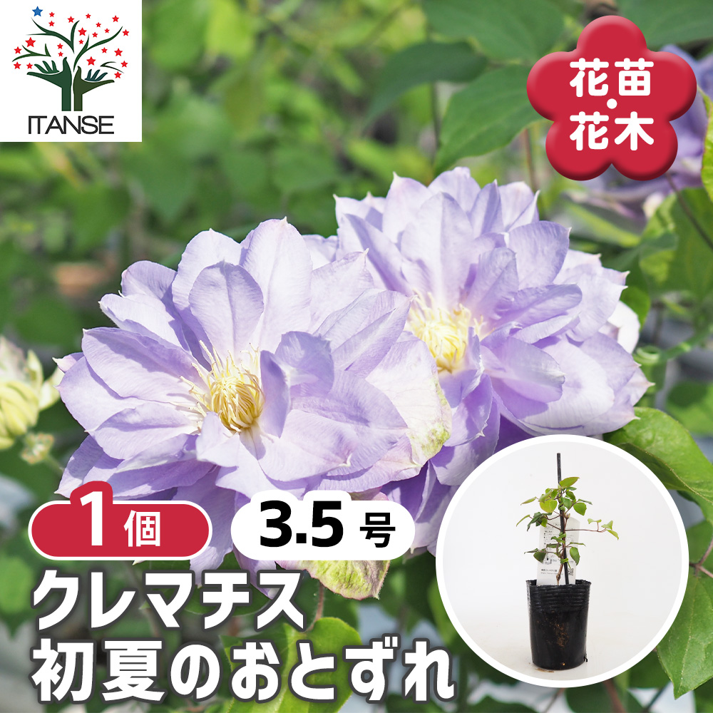 クレマチス 初夏のおとずれ 花苗 3.5号/1個売り 花の苗 花木の苗 花木