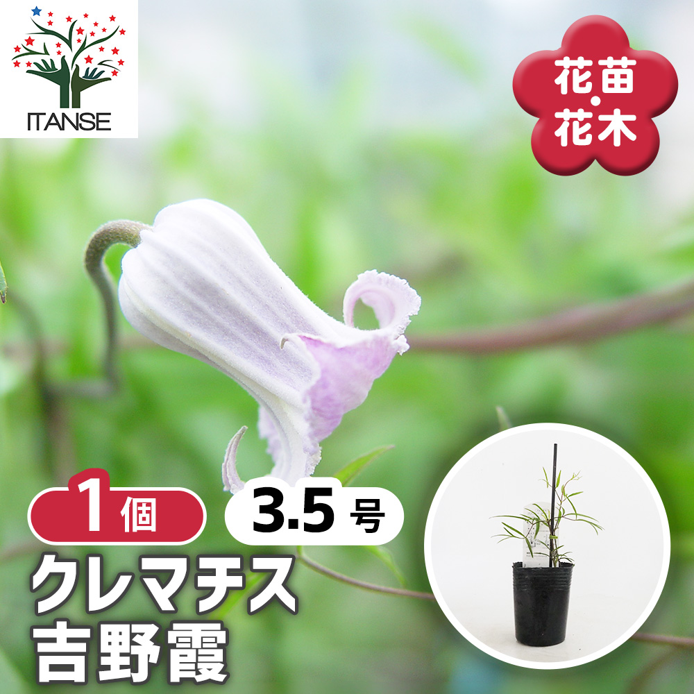 クレマチス 吉野霞 花苗 3.5号/1個売り 花の苗 花木の苗 花木 風車