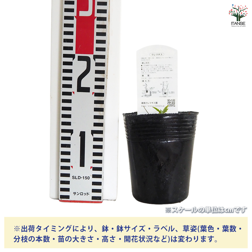 クレマチス苗 クレマチス ロワール 花苗 3.5号/1個売り 花の苗 花木の苗 花木 風車