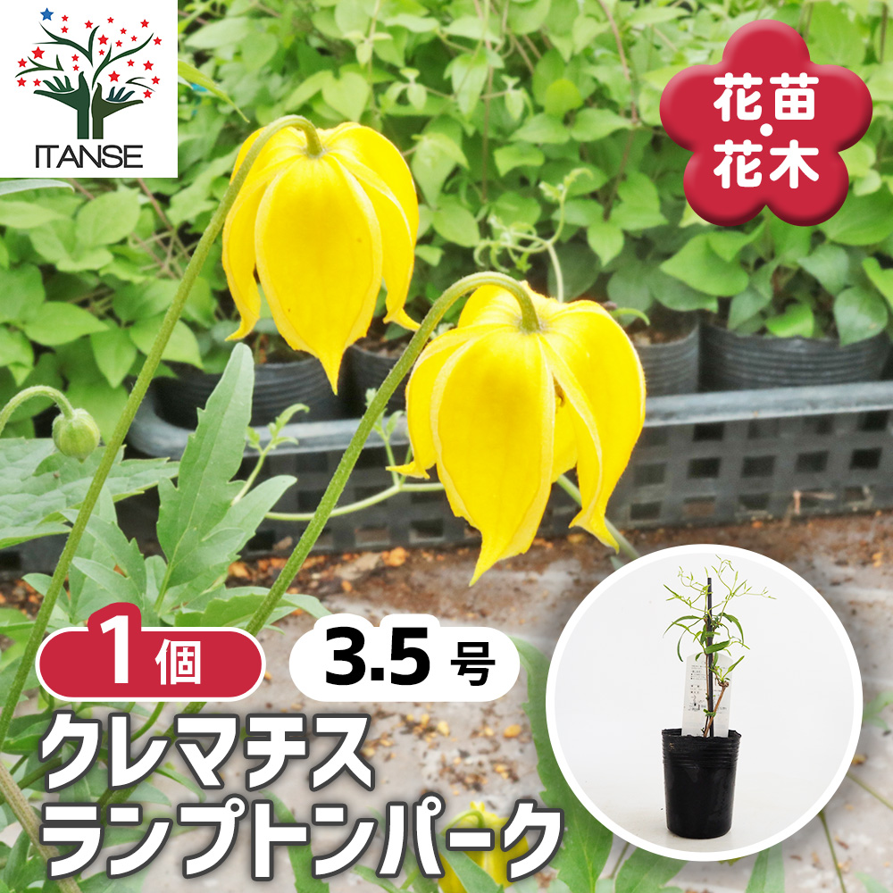 クレマチス ランプトンパーク 花苗 3.5号/1個売り 花の苗 花木の苗