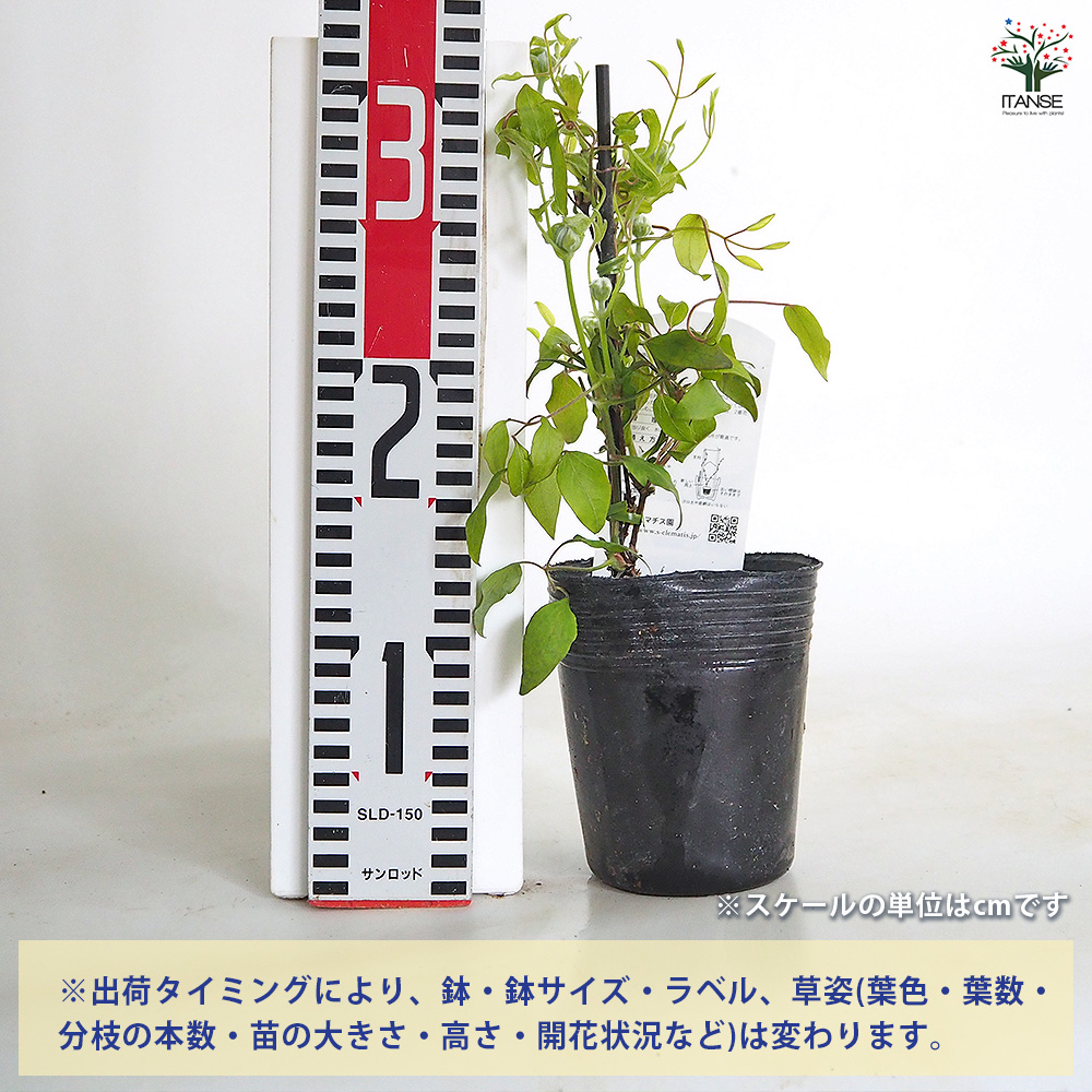 クレマチス 雪おこし 花苗 3.5号/1個売り 花の苗 花木の苗 花木 風車