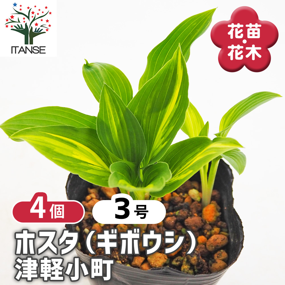 ギボウシ苗 ホスタ(ギボウシ) 津軽小町 花木苗 3号/お買い得4個セット 花苗 宿根草