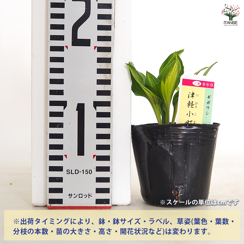 ホスタ(ギボウシ) 津軽小町 花木苗 3号/お買い得4個セット 花苗 宿根草