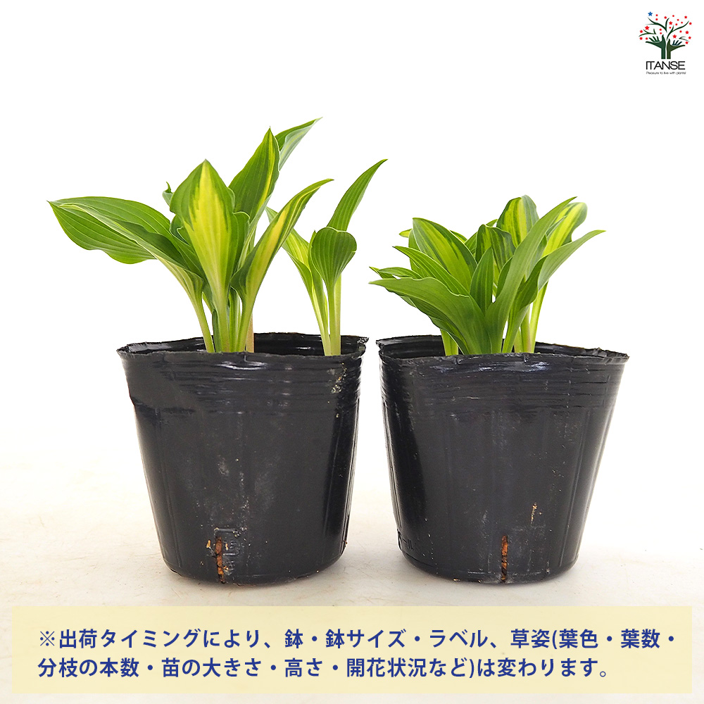 ギボウシ苗 ホスタ(ギボウシ) 津軽小町 花木苗 3号/お買い得4個セット 花苗 宿根草