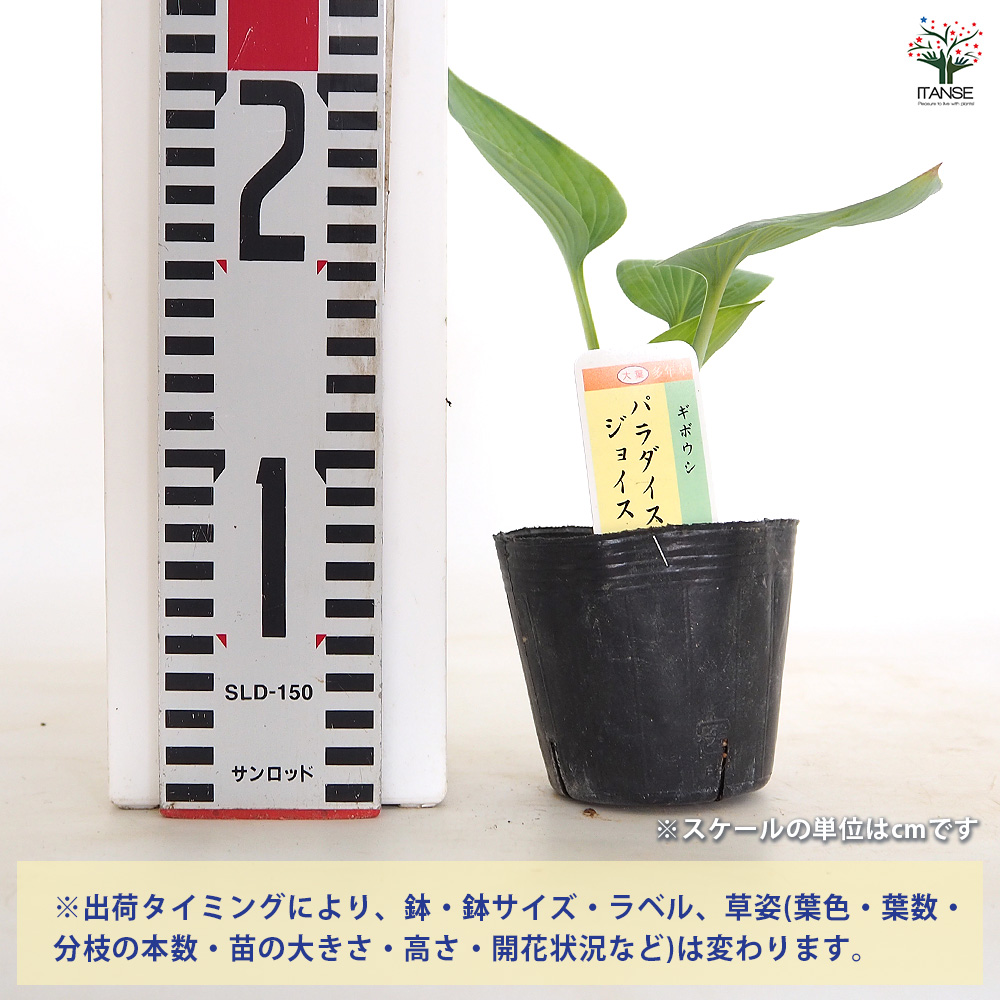 ホスタ(ギボウシ) パラダイスジョイス 花木苗 3号/お買い得2個セット