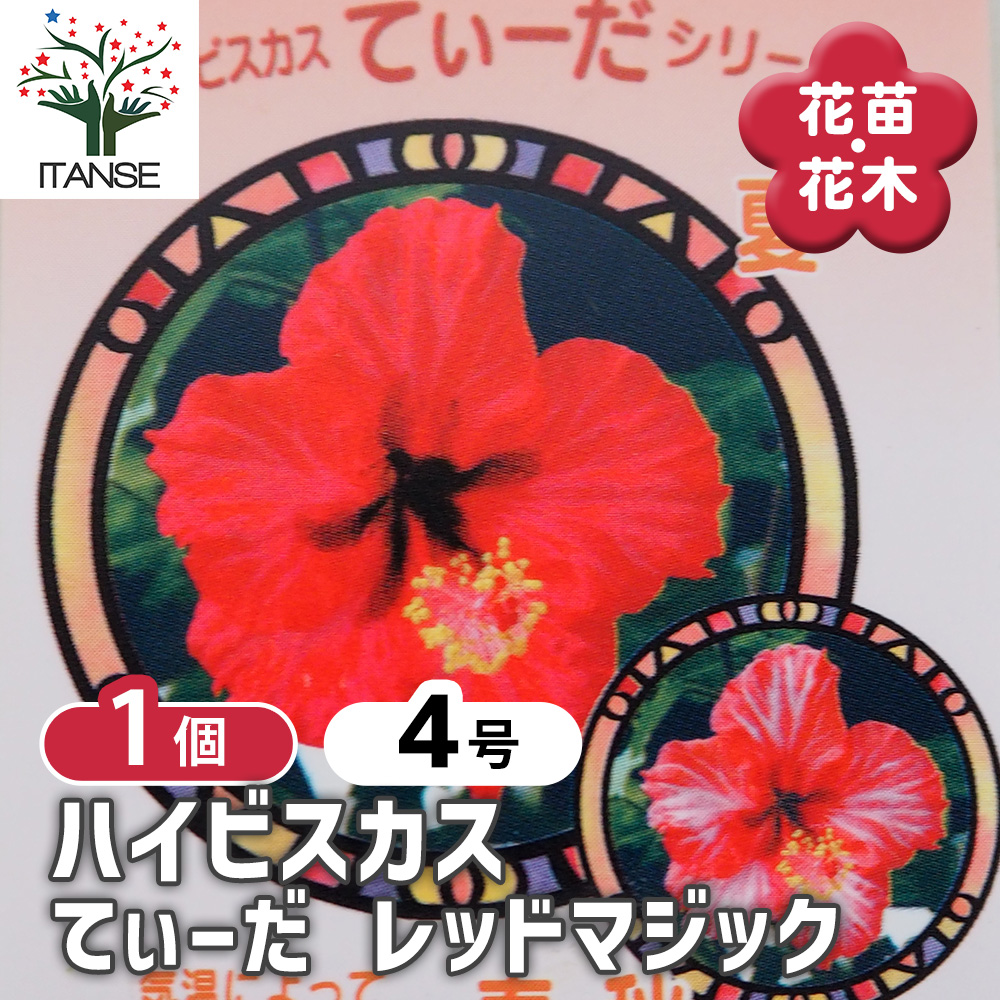 ハイビスカス てぃーだ レッドマジック 花木苗 4号/1個売り ハワイアン