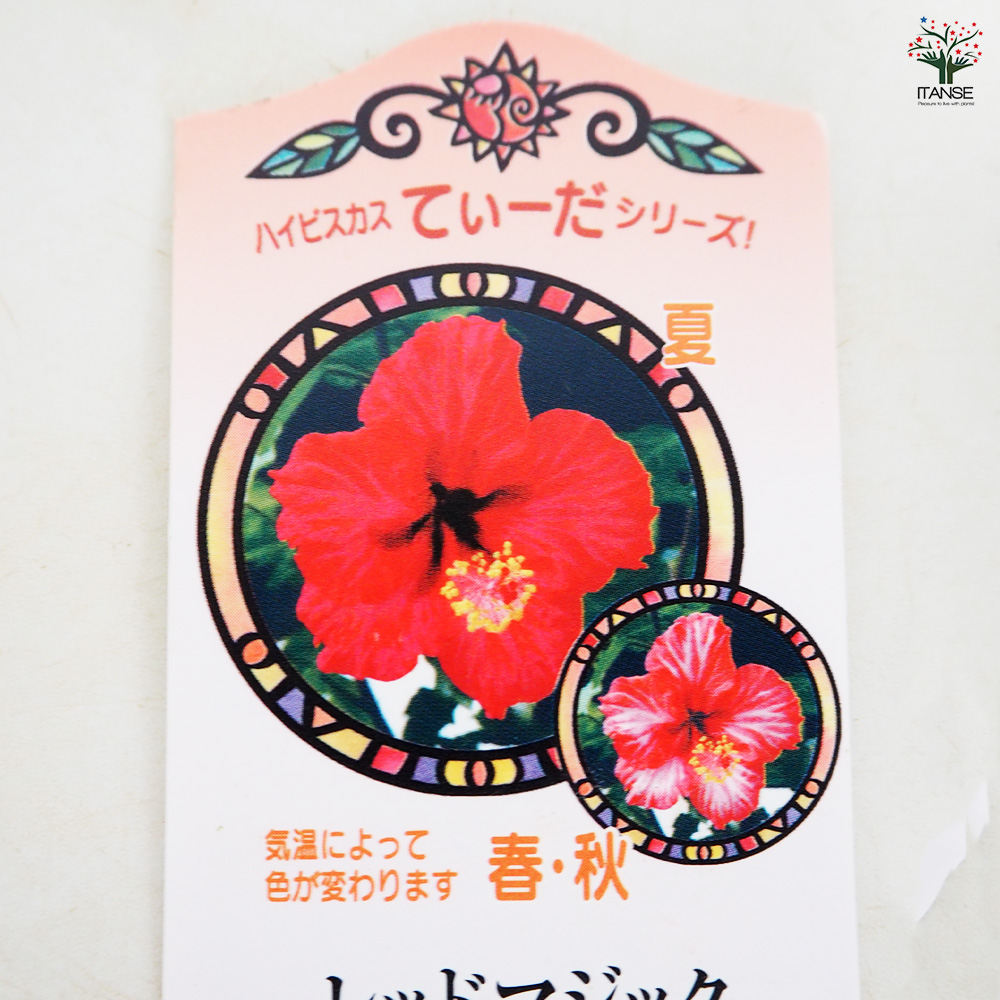 ハイビスカス てぃーだ レッドマジック 花木苗 4号/1個売り ハワイアン