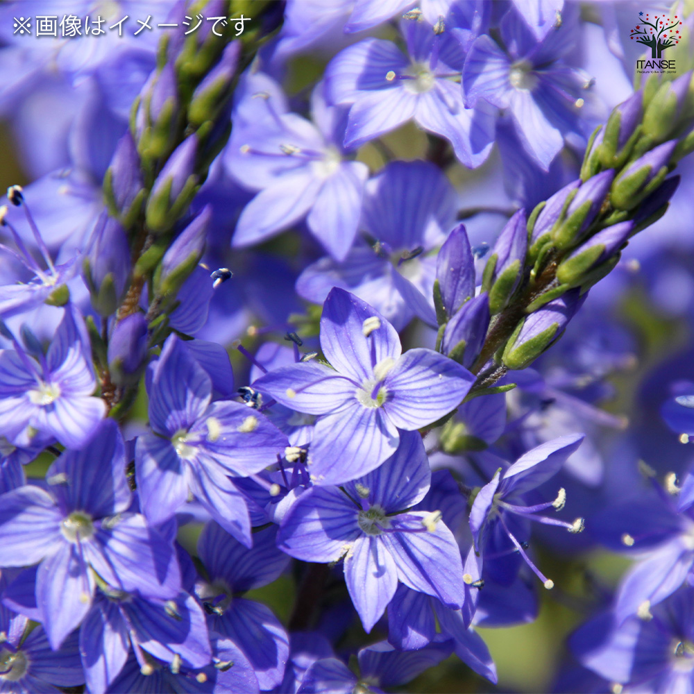 ベロニカ ロイヤルブルー 花苗 3.5号/お買い得4個セット Veronica