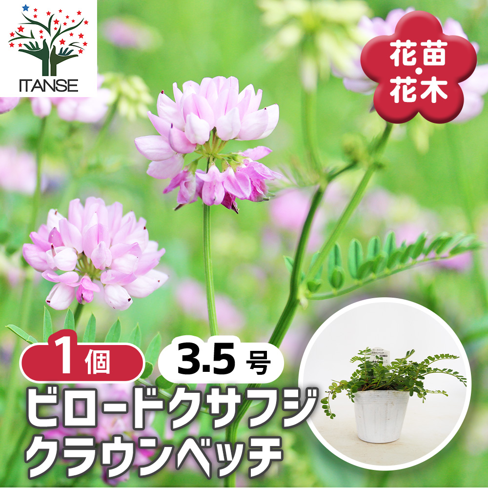 コロニラ バリア ( ビロードクサフジ クラウンベッチ ) 花苗 3.5号/1個