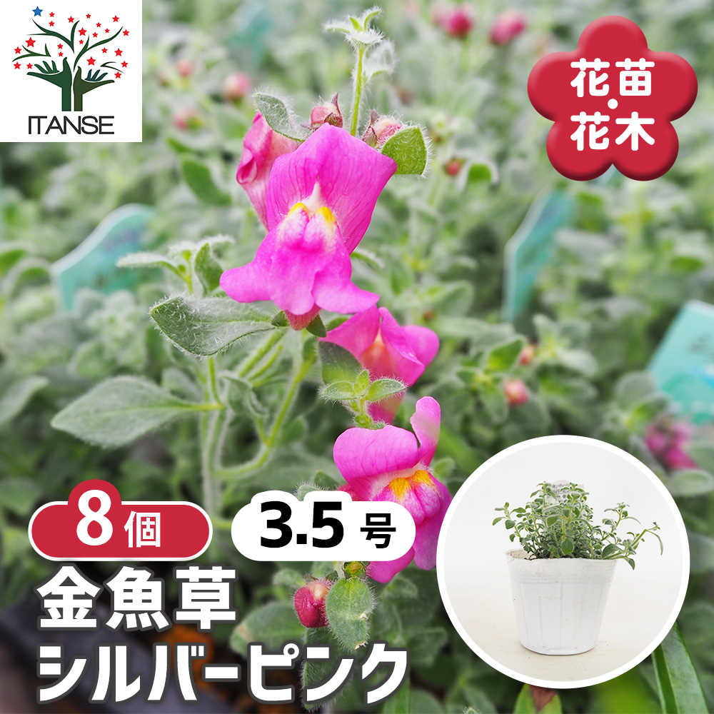 キンギョソウ(金魚草) シルバーピンク 花苗 3.5号/お買い得8個セット