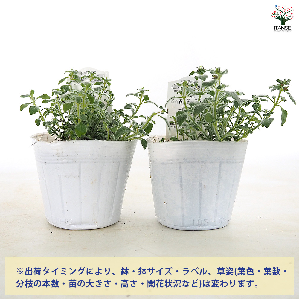キンギョソウ(金魚草) シルバーピンク 花苗 3.5号/お買い得8個セット