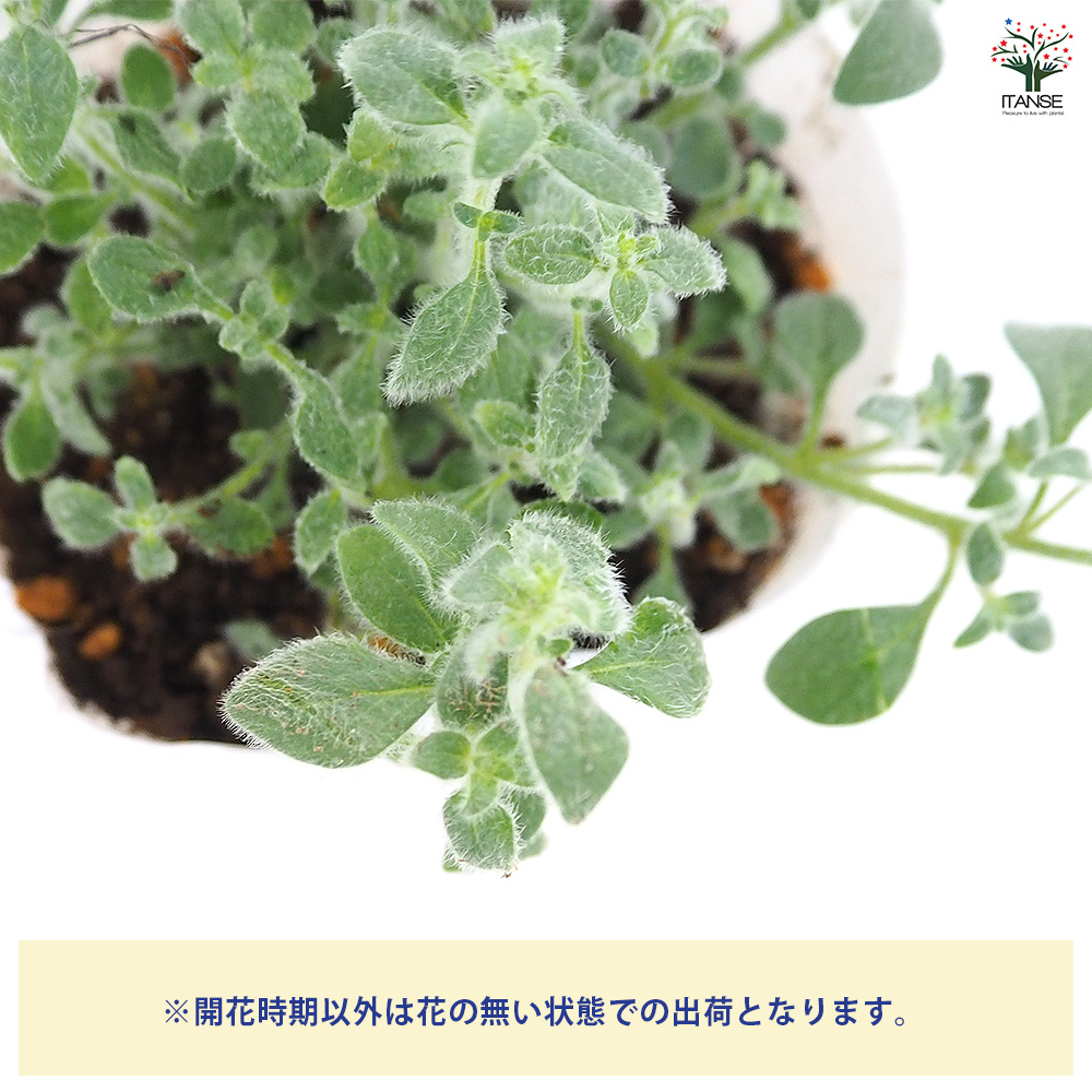 キンギョソウ(金魚草) シルバーピンク 花苗 3.5号/お買い得8個セット