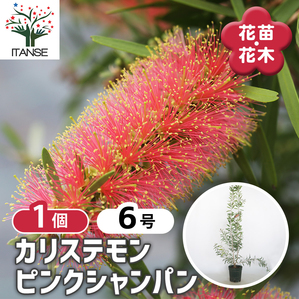 カリステモン ピンクシャンパン ブラシの木 【大株】 han09929.jpg