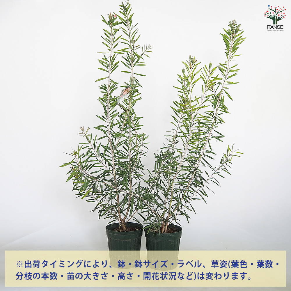 カリステモン ピンクシャンパン 花木苗 6号/1個売り ブラシの木