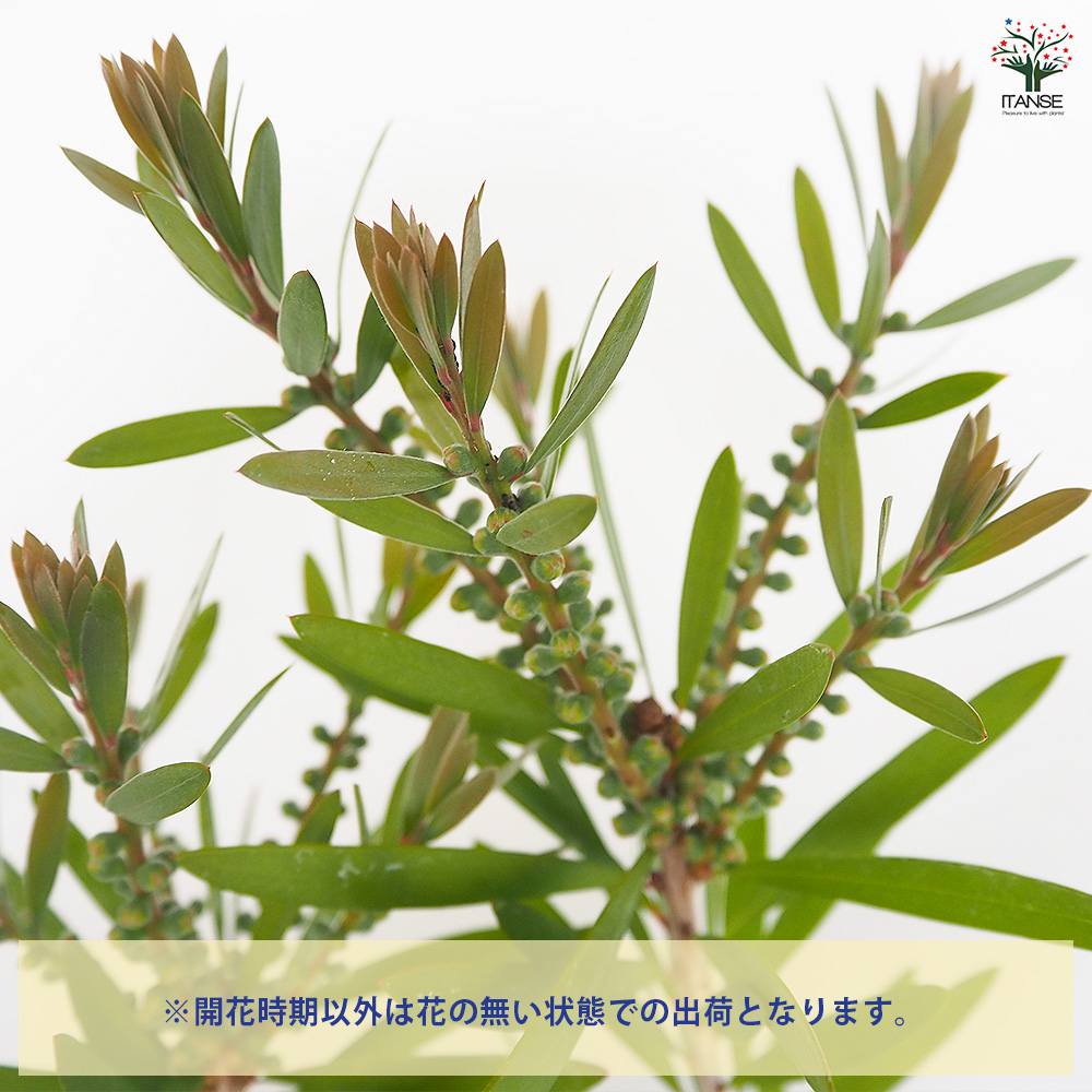 カリステモン ピンクシャンパン 花木苗 6号/1個売り ブラシの木