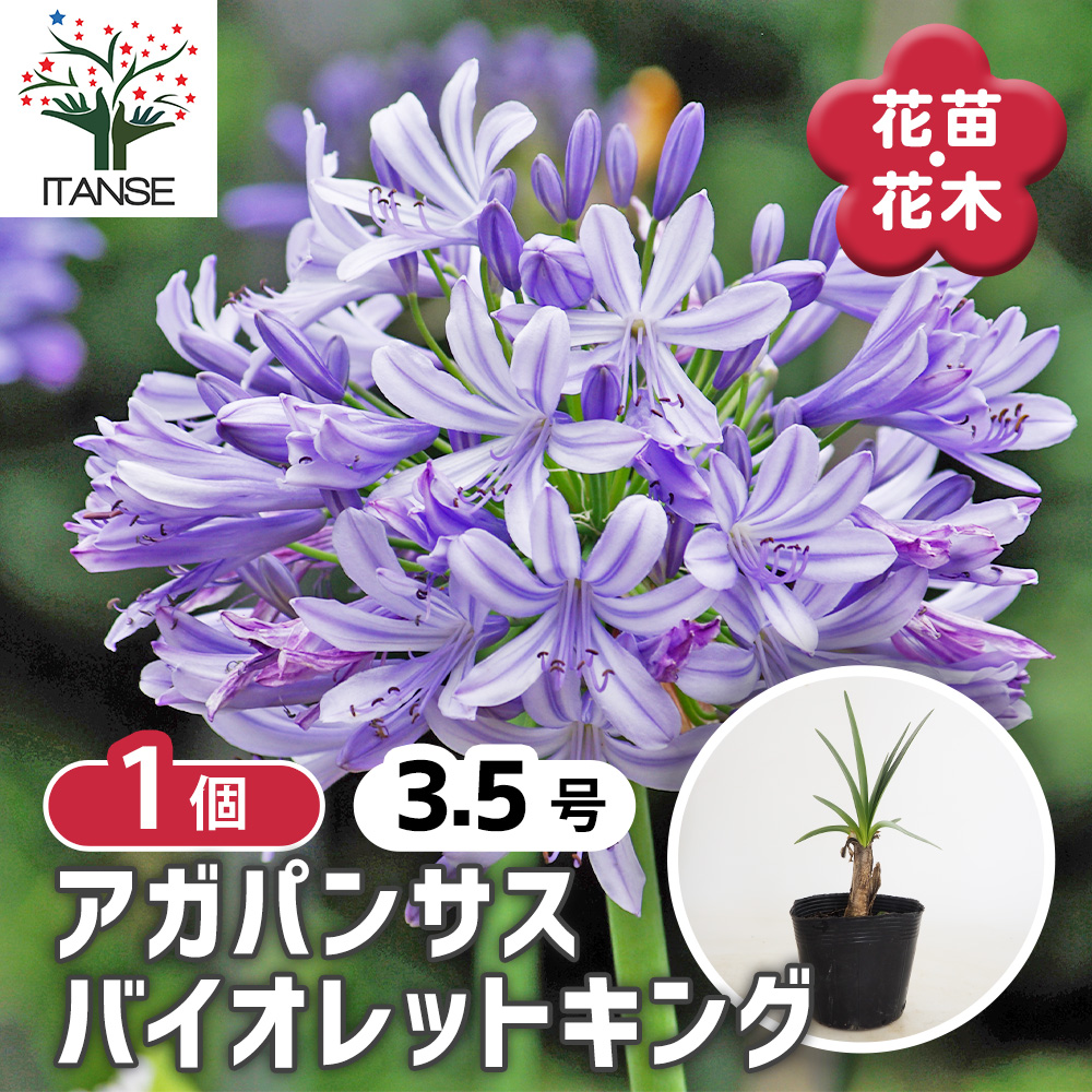 アガパンサス バイオレットキング 花苗 3.5号/1個売り 花の苗 ユリ 紫