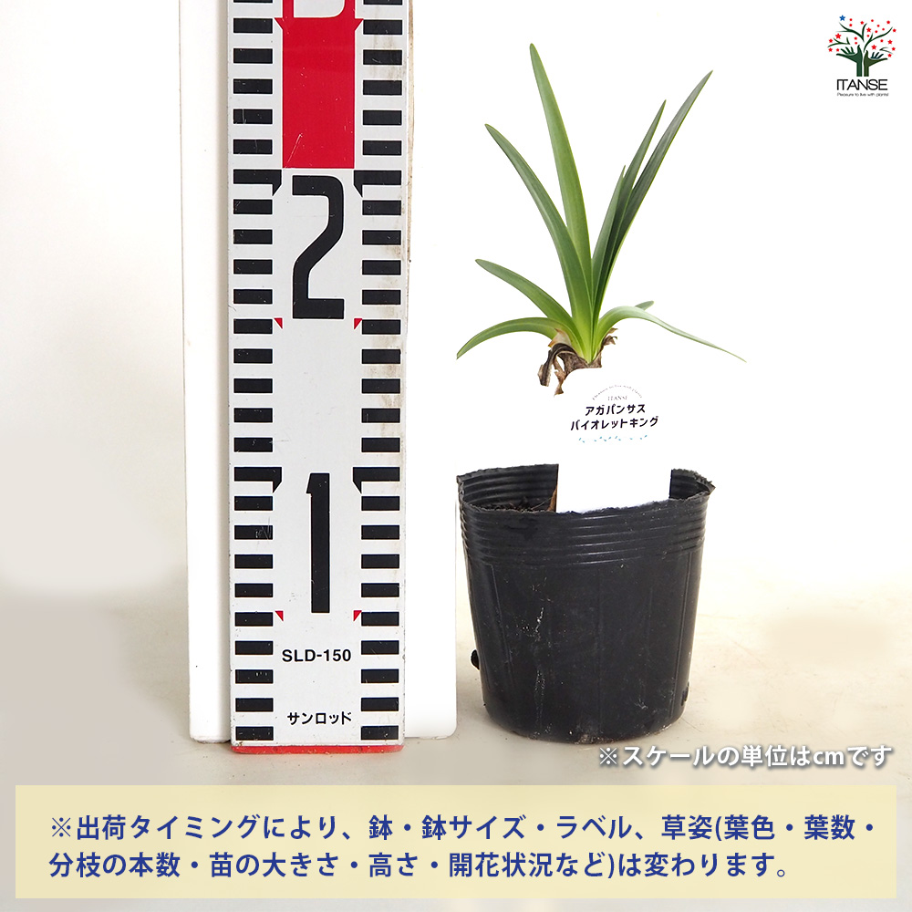 アガパンサス バイオレットキング 花苗 3.5号/1個売り 花の苗 ユリ 紫