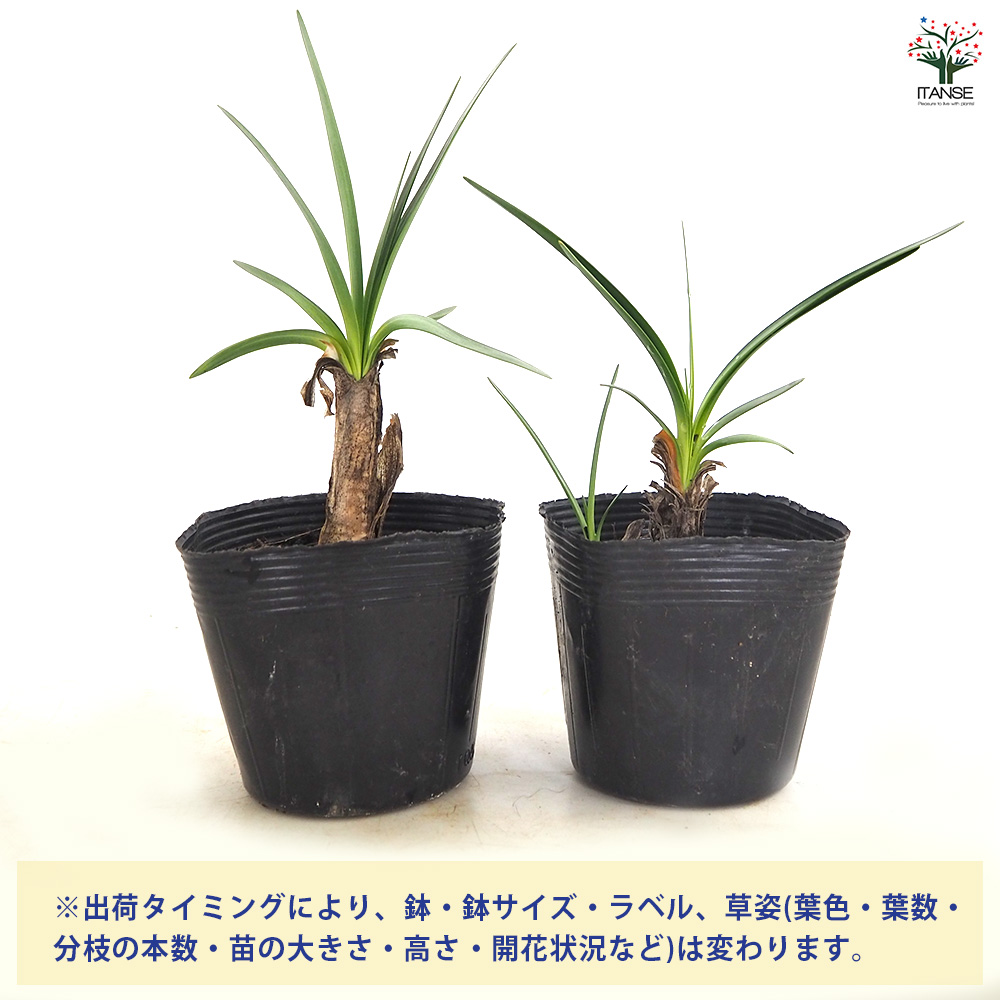 アガパンサス バイオレットキング 花苗 3.5号/1個売り 花の苗 ユリ 紫