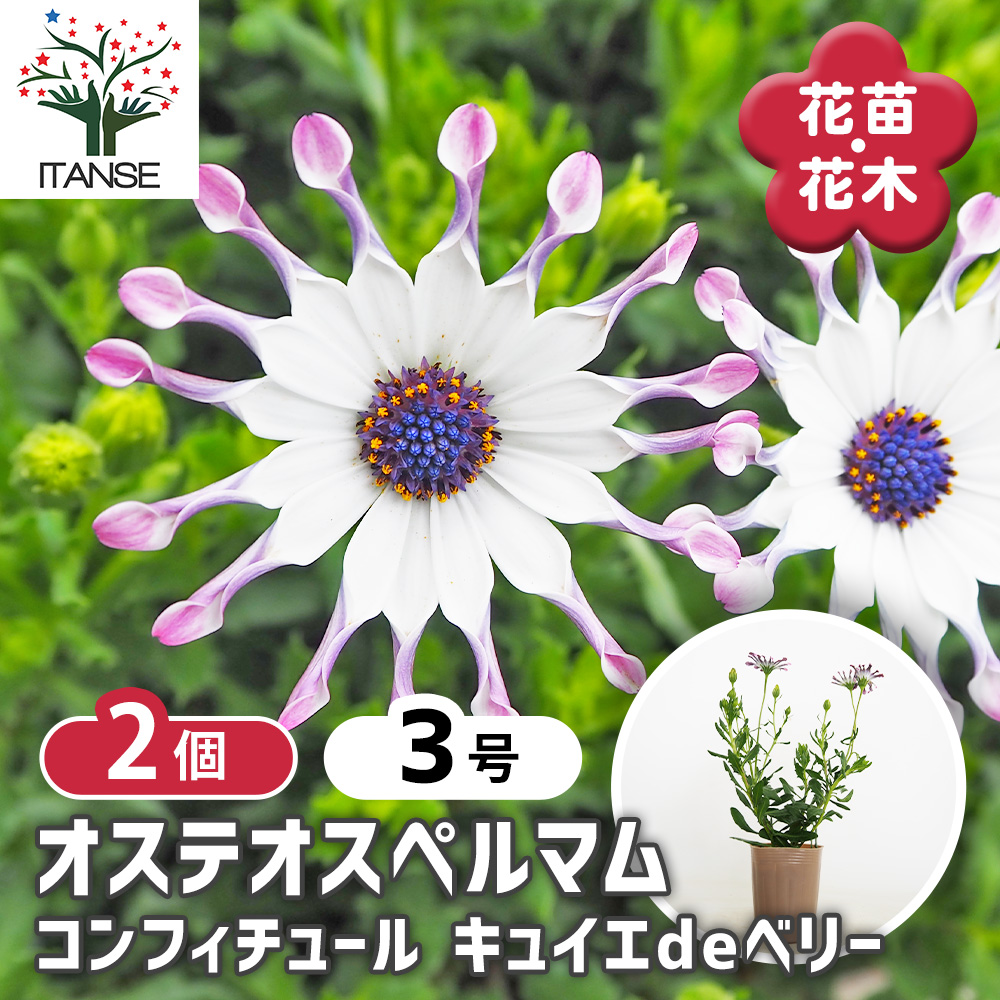 オステオスペルマム❤3苗　抜き苗 オステオスペルマム コンフィチュール キュイエdeベリー 花苗 3号