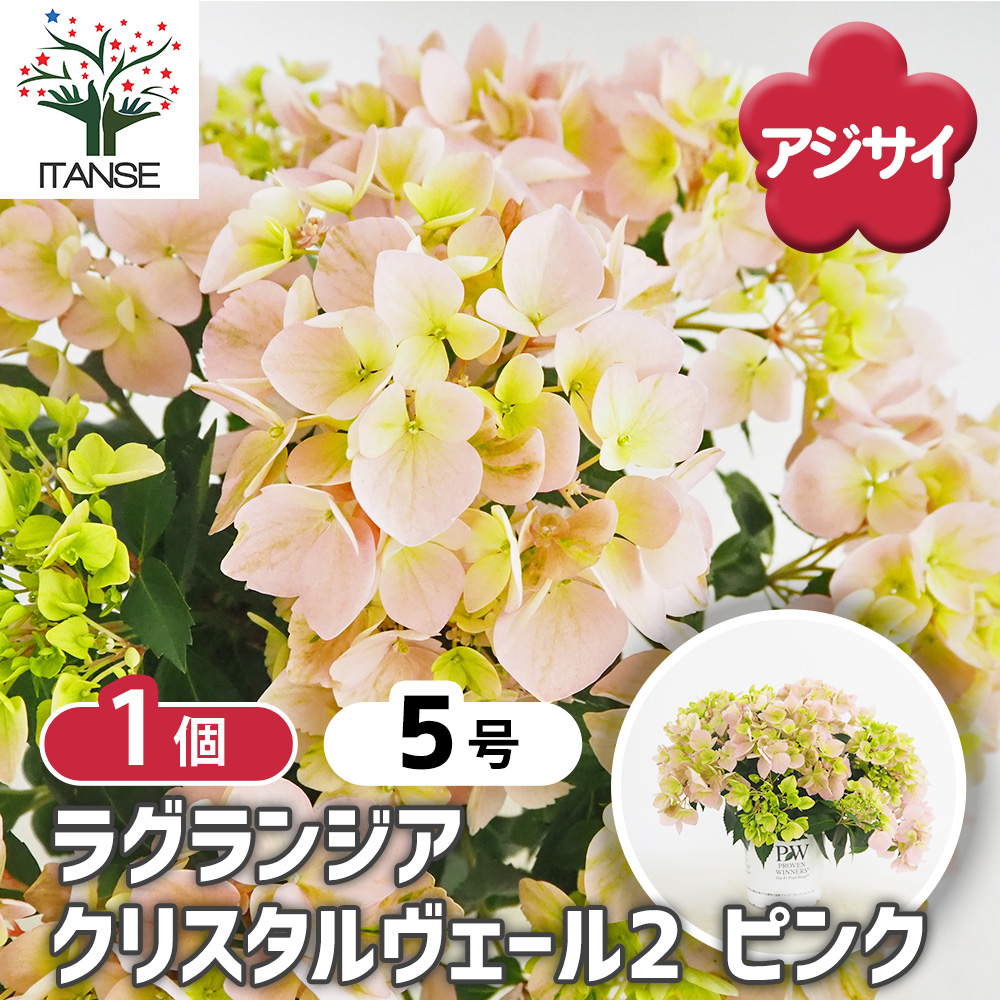 ラグランジア クリスタルヴェール2 ピンク 花苗 5号/1個売り 花木 花木