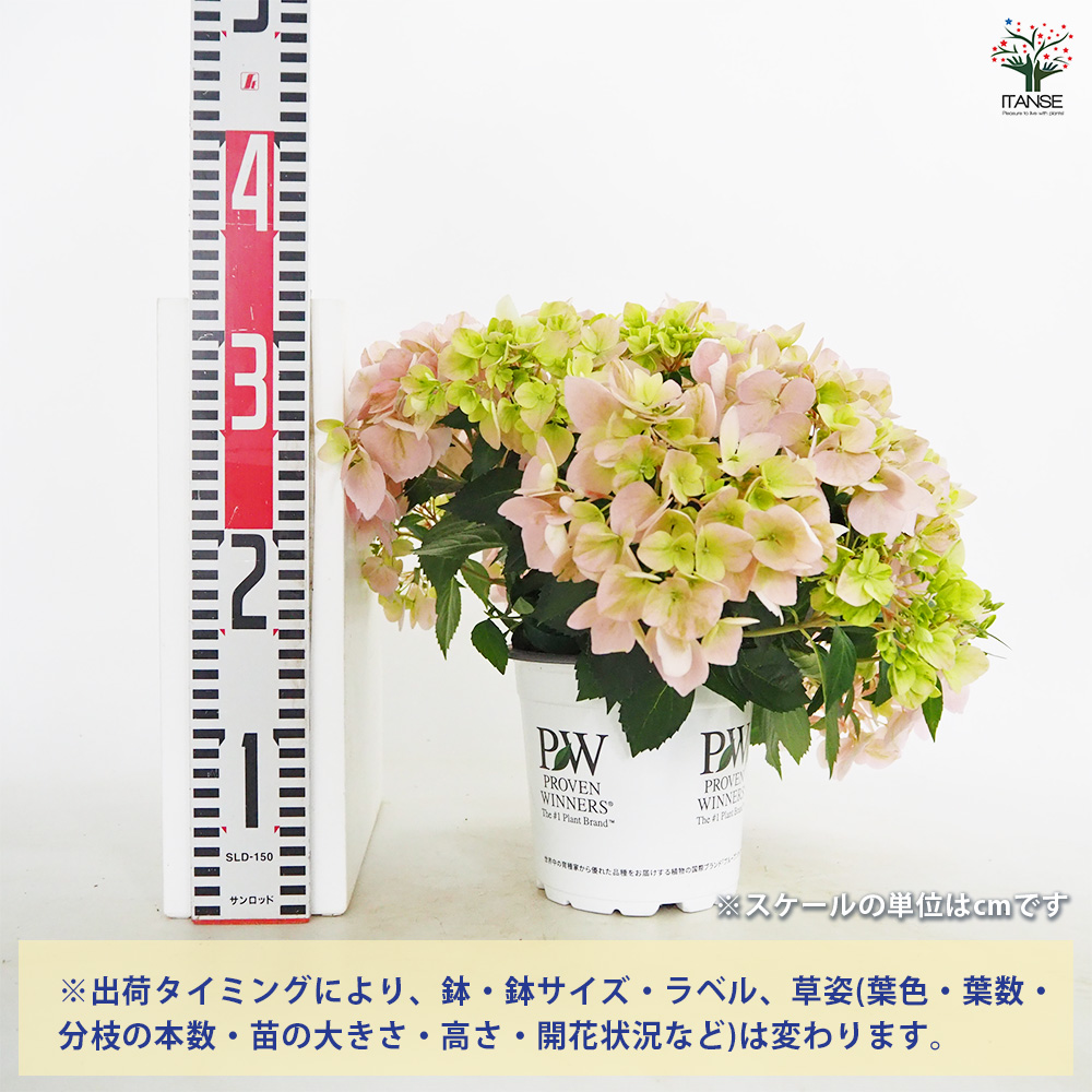 【花苗】5号大苗 PW 正規品 ラグランジア クリスタルヴェール2　現品発送 ラグランジア クリスタルヴェール2 ピンク 花苗 5号/1個売り 花木 花木