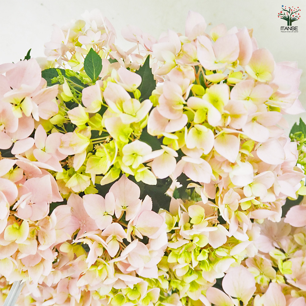 ラグランジア クリスタルヴェール2 ピンク 花苗 5号/1個売り 花木 花木
