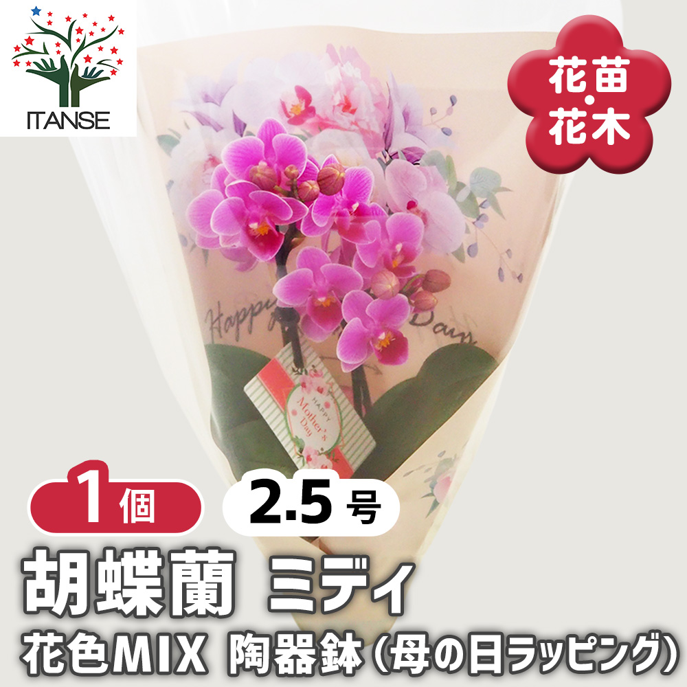 ラン科植物 陶器鉢入り 中型 胡蝶蘭 ミディMIX 陶器鉢(母の日ラッピング) 花苗 2.5号/1個売り ラン