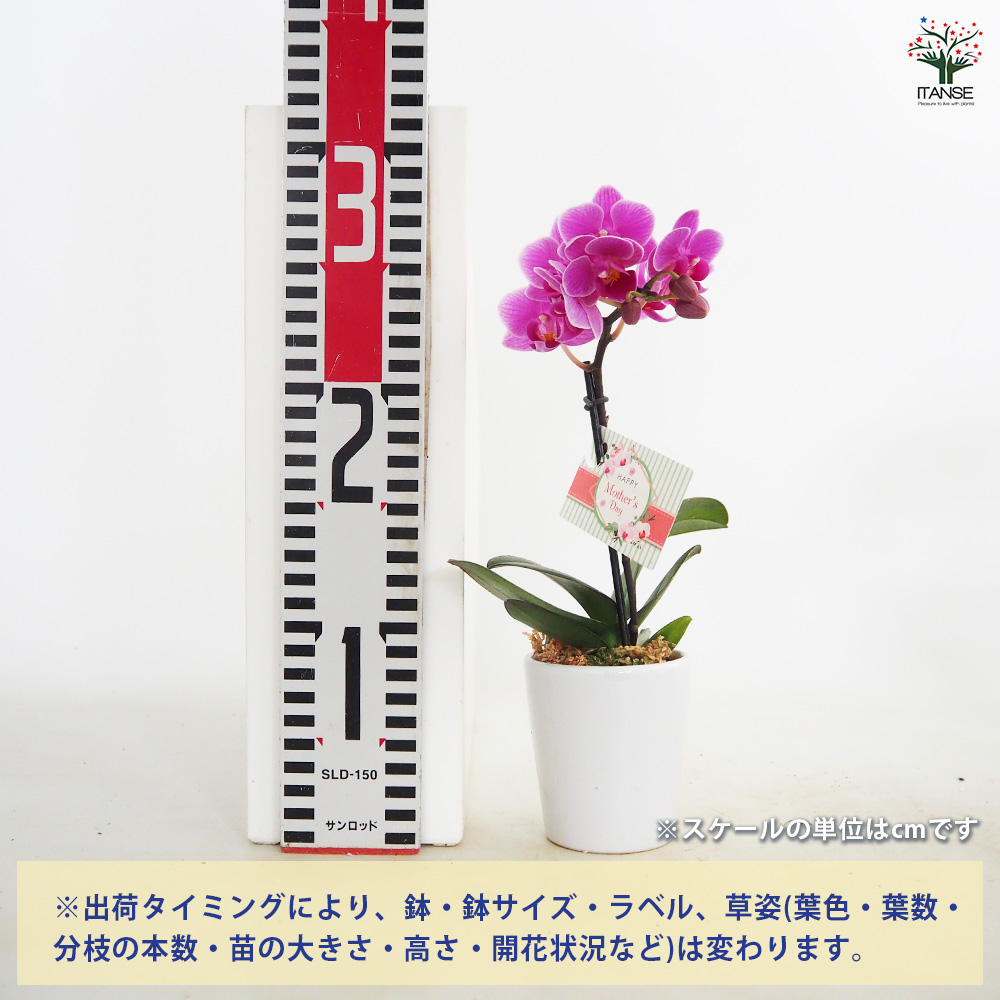 胡蝶蘭 ミディMIX 陶器鉢(母の日ラッピング) 花苗 2.5号/1個売り ラン