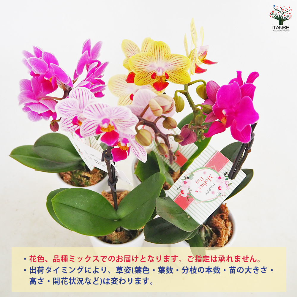 胡蝶蘭 ミディMIX 陶器鉢(母の日ラッピング) 花苗 2.5号/1個売り ラン
