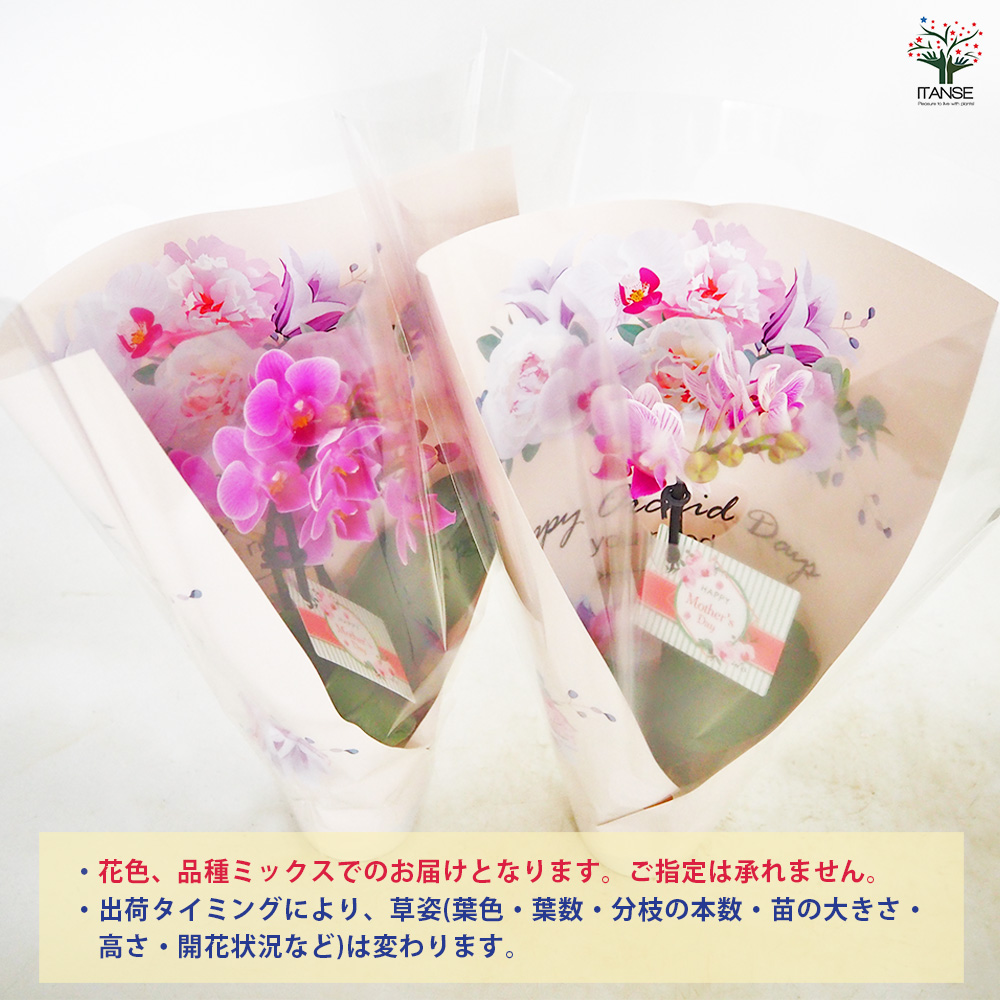 胡蝶蘭 ミディMIX 陶器鉢(母の日ラッピング) 花苗 2.5号/1個売り ラン