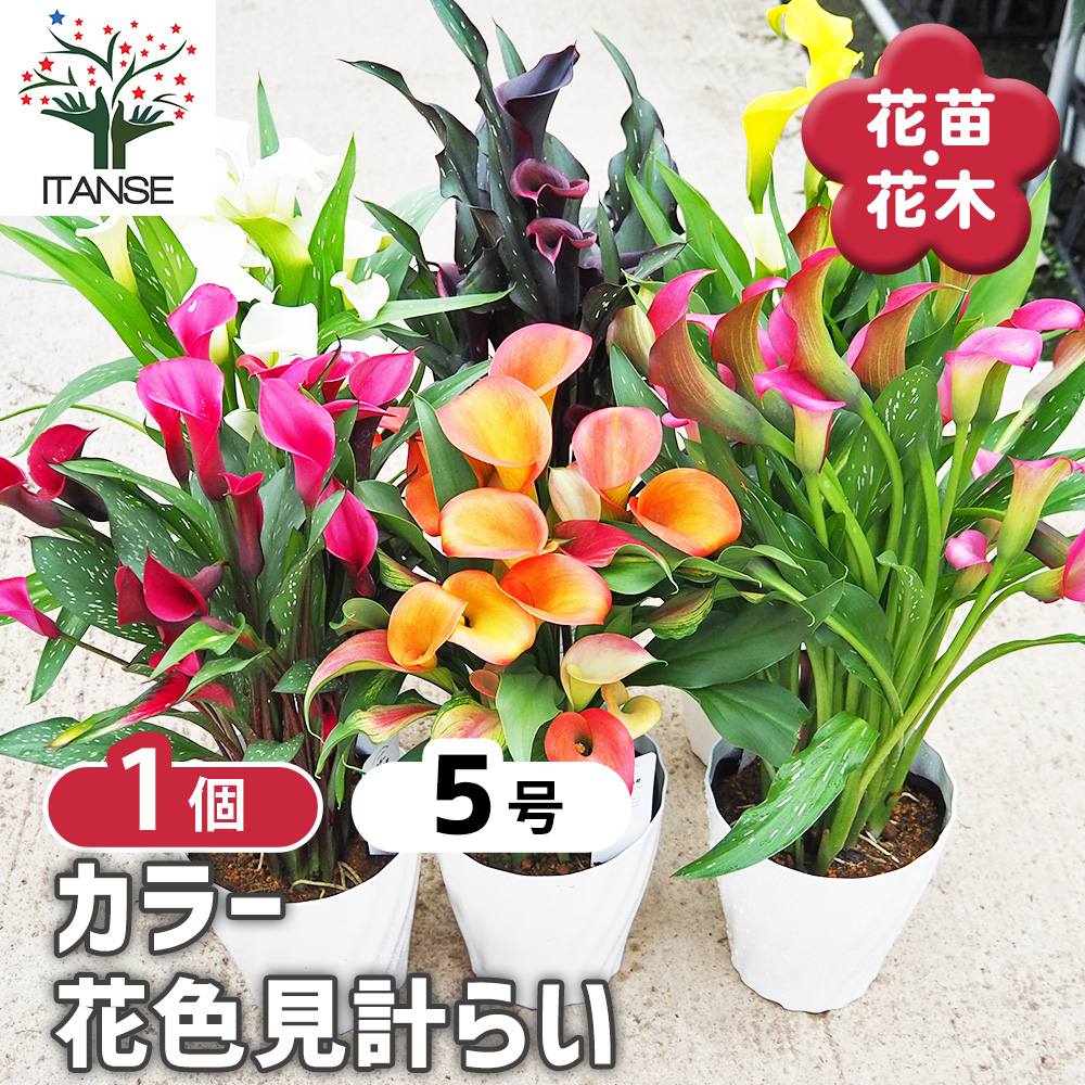 カラー 色見計らい 花苗 5号/お買い得2個セット オランダ リリー