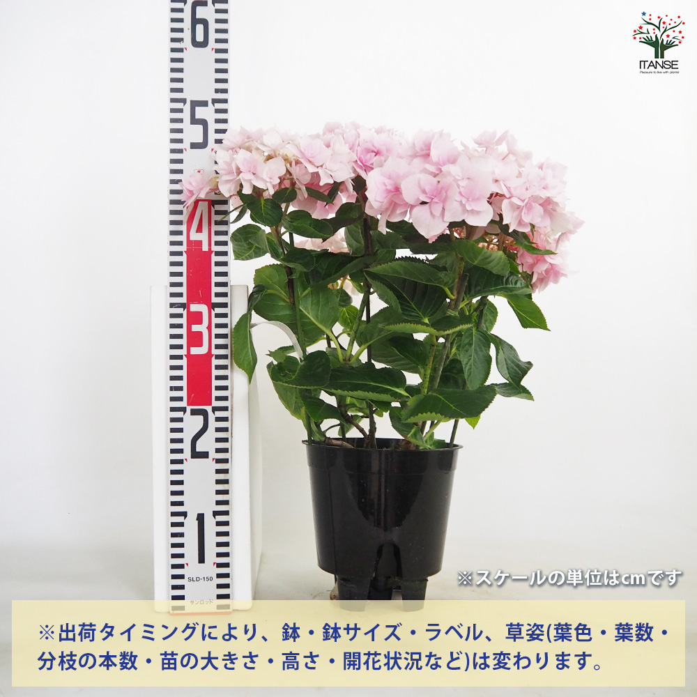 アジサイ ふわり ピンク 花木苗 5号/1個売り あじさい苗 あじさい