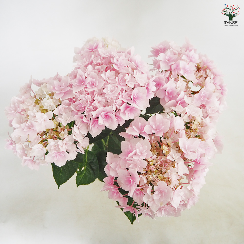 アジサイ ふわり ピンク 花木苗 5号/1個売り あじさい苗 あじさい
