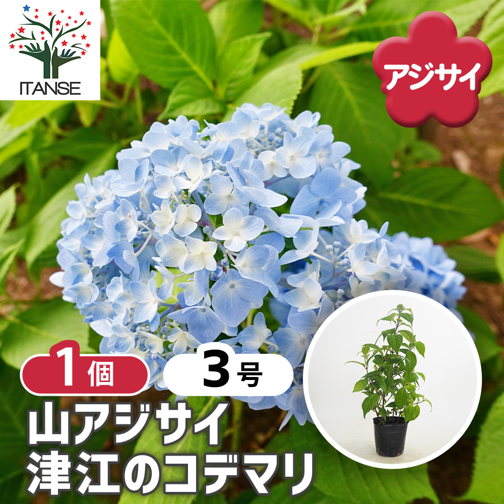 山アジサイ 津江のコデマリ 花木苗 3号/1個売り 花木 花木の苗 花の苗