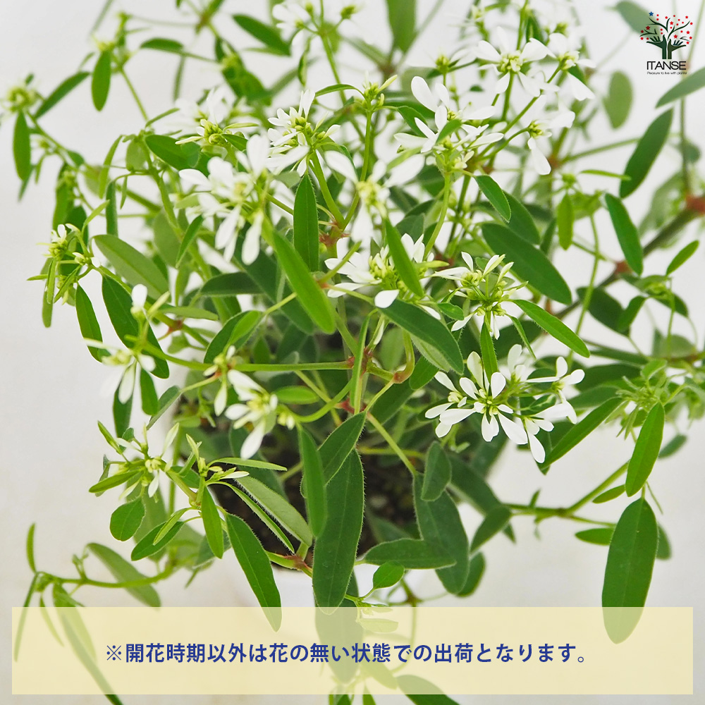 ユーフォルビア ダイヤモンドスノー 花苗 3号/お買い得3個セット お花