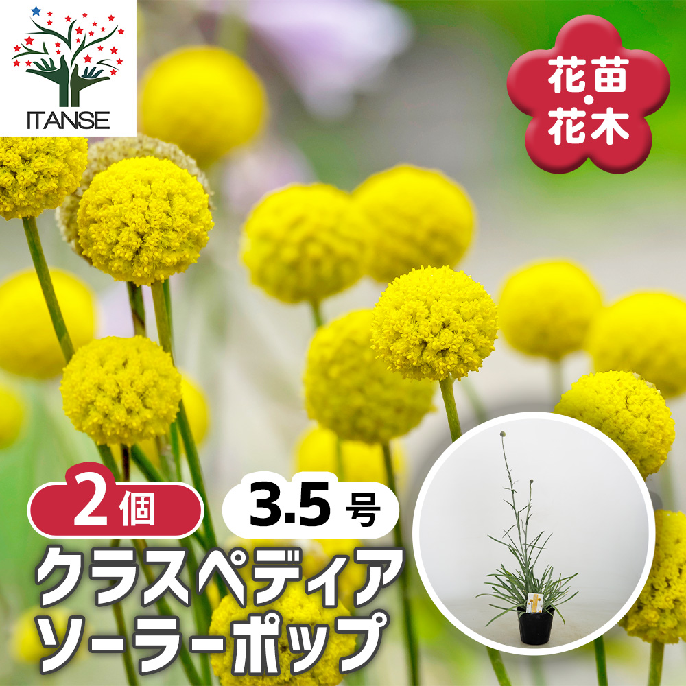 クラスペディア ソーラーポップ 花苗 3.5号/お買い得2個セット ドラム