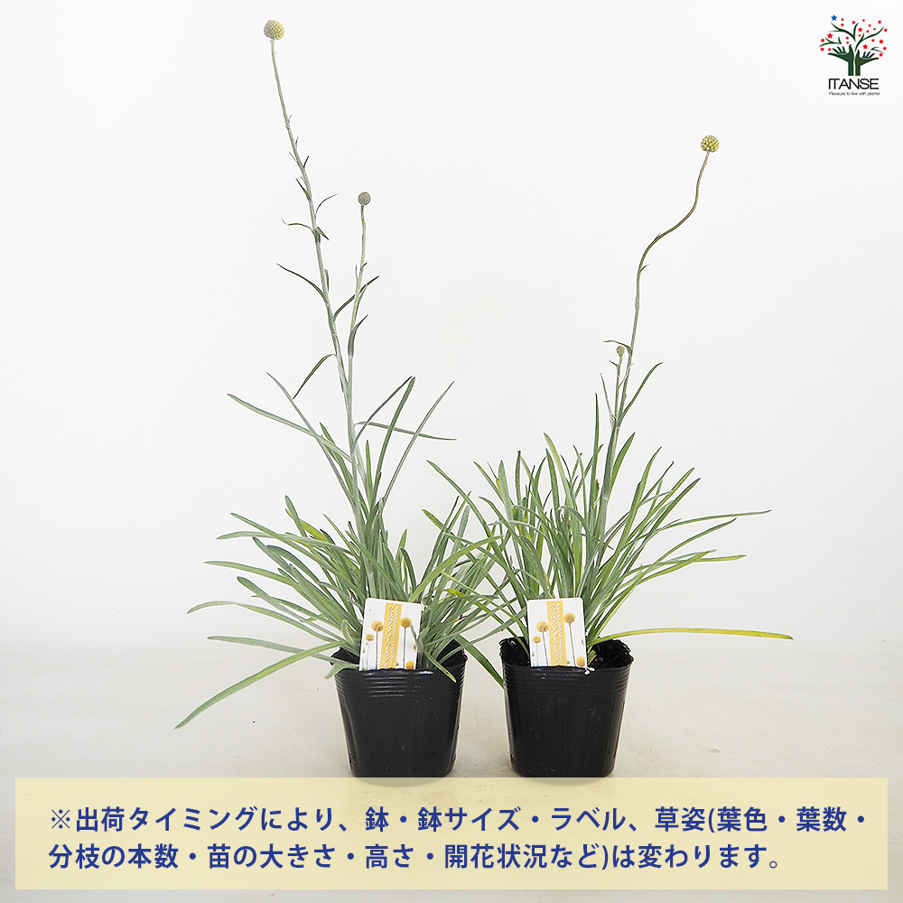 クラスペディア ソーラーポップ 花苗 3.5号/お買い得2個セット ドラム