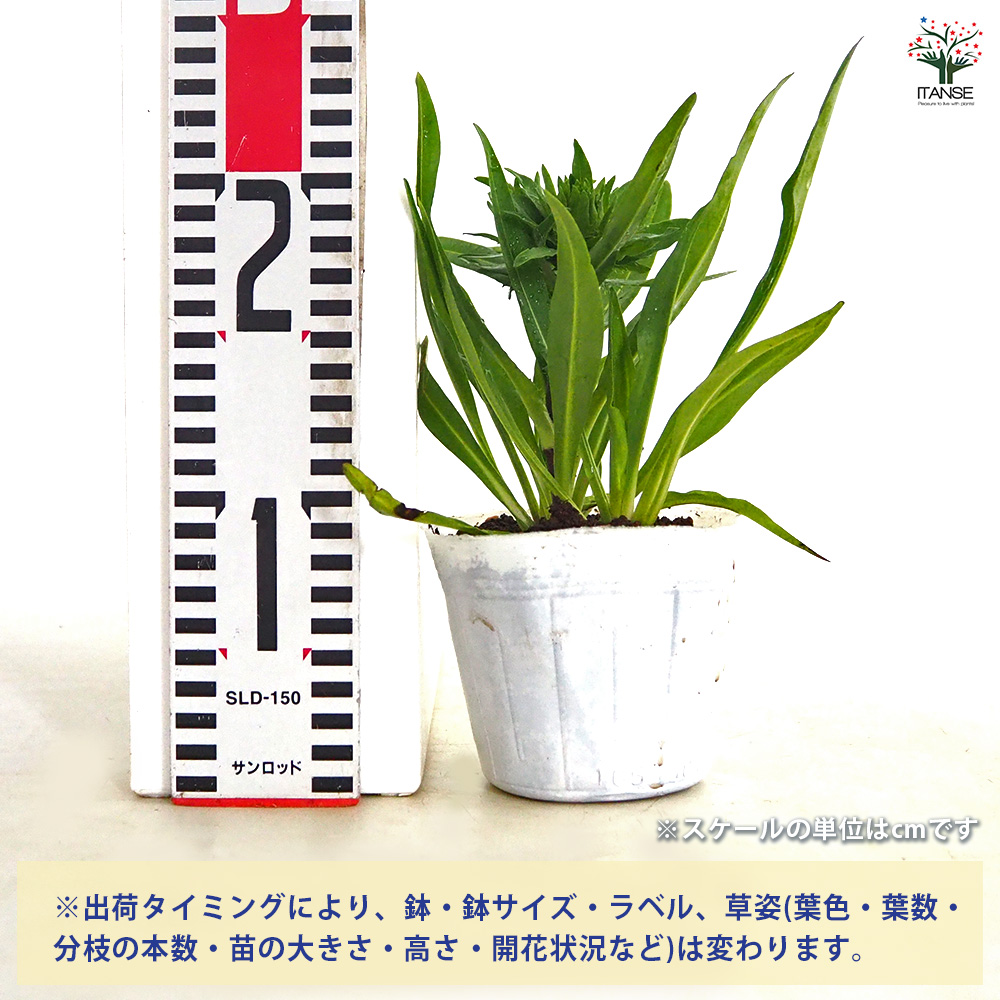 ストケシア 紫花 花苗 3.5号/1個売り 耐寒性 耐暑性 宿根草 繊細