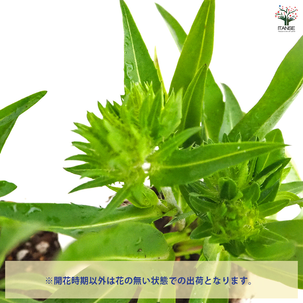 ストケシア 紫花 花苗 3.5号/1個売り 耐寒性 耐暑性 宿根草 繊細
