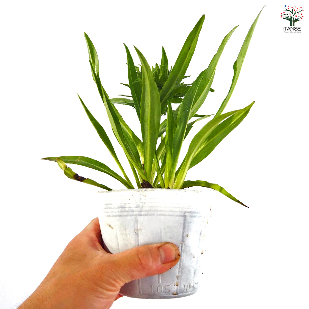 ストケシア 紫花 花苗 3.5号/1個売り 耐寒性 耐暑性 宿根草 繊細